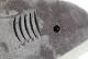 Peluche requin gris 60 cm - Article Neuf